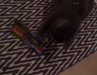 Cat Playing With Candy Wrapper Pulls Up Carpet