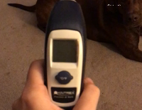 Large brown dog chasing laser