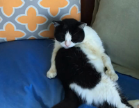 cat licking itself in slow motion