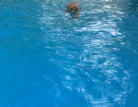 Golden Retriever enjoys swimming and snacks