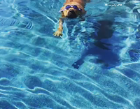 Big brown dog pool blue googles