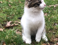 White Cat Plays With Twig On Lawn