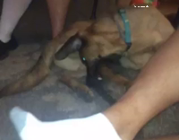 dog bites own back leg