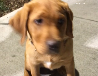 failed high five with dog