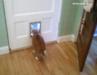Fat orange cat doggy door stuck