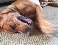 dog moving paws constantly 