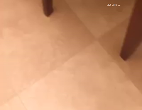 Collab AnimalsDT - Cat Chasing Rolling Ball Around Living Room
