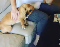 Dog yells for more attention 