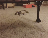 Kitten Pushes Along Ground and Jumps At Camera