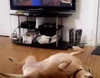 Dog plays dead living room