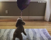 Brown Dog Plays With Birthday Balloon