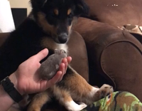 Dog's first encounter with a hamster