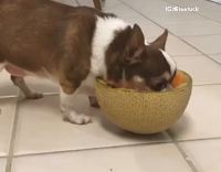 dog trying to eat melon
