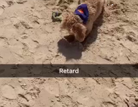 pup digs hole stick head in