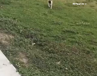 Pug running grass face plant