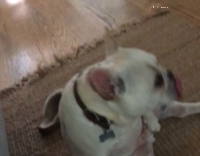 french pull dog playing with self