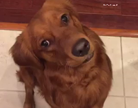 This Fool Is Trippen Arrested By Cops