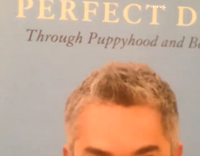 How to train perfect dog hump pillow