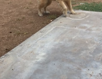 Dog is terrified of lawn mower.