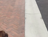 A baby raccoon versus a boxer and its human