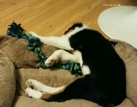 Small puppy sleeps with tongue out 