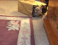 Cat inside of Safeway paper bag meowing at dog