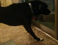 black dog growling at possum outside window