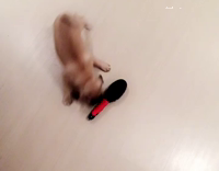 Small puppy fighting and barking at pink comb