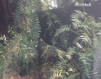 Cat in Fake Lion Mane's Held Up like Lion King