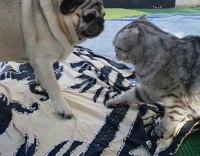 Pug and cat fighting