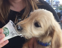 puppy licking starbucks whipped cream