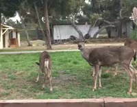 deer staring at camera without moving