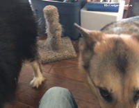 Husky German Shepard howling competition