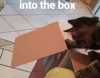 Cat throws himself into box