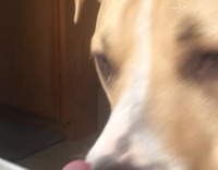 dog trying to eat bubble bath