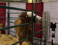 Horse licking metal fan