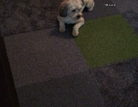 dog chase green laser