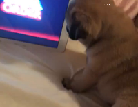 Pup enjoys Netflix binge 