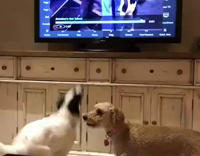 White Dog Jumps at Television Showing Dog Competition
