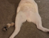 cat sitting down upright 