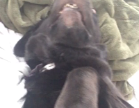 Black Dog Gets Scratched Shows Her Teeth