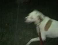 Dog tries to eat sprinklers
