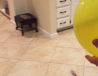Corgi and white dog keep yellow balloon in air
