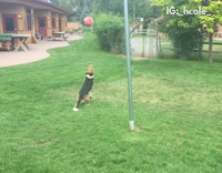 dog playing tedder ball