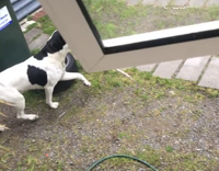 Dog pole
 vaults using stick 