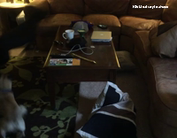 Pug Chasing Lab on Brown Couch Falls Into Coffee Table