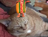 Hotdog dances on cats head