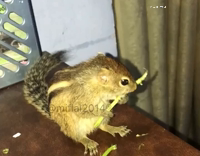 Squirrel eating green stick