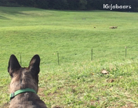 Dog Enjoys Watching Show