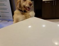 Dog steals treats on kitchen table 